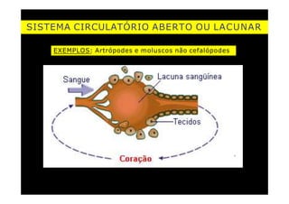 SISTEMA CIRCULATÓRIO ABERTO OU LACUNAR
EXEMPLOS: Artrópodes e moluscos não cefalópodes
saída da poro por onde a
hemolinfa hemolinfa entra
hemolinfa circulando
livremente no corpo
 