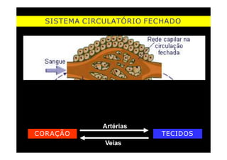 SISTEMA CIRCULATÓRIO FECHADO
TECIDOS
CORAÇÃO
Artérias
Veias
 