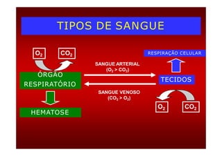 TIPOS DE SANGUE
ÓRGÃO
O2 CO2
SANGUE ARTERIAL
(O2 > CO2)
RESPIRAÇÃO CELULAR
RESPIRATÓRIO
TECIDOS
SANGUE VENOSO
(CO2 > O2)
CO2
O2
HEMATOSE
 