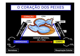 O CORAÇÃO DOS PEIXES
SEIO VENOSO
ÁTRIO
CONE
ARTERIAL
CORAÇÃO
BRÂNQUIAS CORPO
VENTRÍCULO
Hematose
O2
CO2
SANGUE ARTERIAL
(O2 > CO2) O2
CO2
Respiração Celular
 