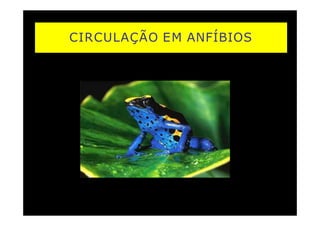 CIRCULAÇÃO EM ANFÍBIOS
 