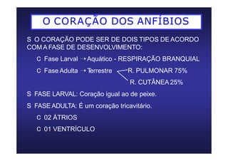O CORAÇÃO DOS ANFÍBIOS
S O CORAÇÃO PODE SER DE DOIS TIPOS DE ACORDO
COM A FASE DE DESENVOLVIMENTO:
C Fase Larval ➝Aquático - RESPIRAÇÃO BRANQUIAL
C Fase Adulta ➝T
errestre R. PULMONAR 75%
R. CUTÂNEA 25%
S FASE LARVAL: Coração igual ao de peixe.
S FASEADULTA: É um coração tricavitário.
C 02 ÁTRIOS
C 01 VENTRÍCULO
 