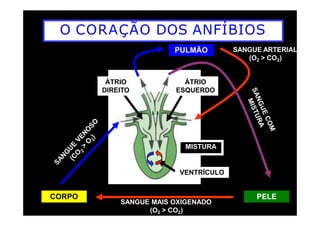 O CORAÇÃO DOS ANFÍBIOS
ÁTRIO
DIREITO
ÁTRIO
ESQUERDO
PULMÃO SANGUE ARTERIAL
(O2 > CO2)
CORPO
VENTRÍCULO
PELE
MISTURA
SANGUE MAIS OXIGENADO
(O2 > CO2)
 