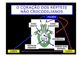 O CORAÇÃO DOS RÉPTEIS
NÃO CROCODILIANOS
ÁTRIO
DIREITO
ÁTRIO
ESQUERDO
PULMÃO
VENTRÍCULO
SEPTO DE
SABATIER
PAREDE
ESPESS
MAIS
A
CORPO CORPO
 