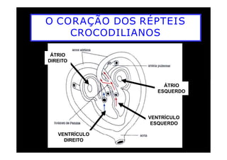 O CORAÇÃO DOS RÉPTEIS
CROCODILIANOS
ÁTRIO
DIREITO
ÁTRIO
ESQUERDO
VENTRÍCULO
ESQUERDO
VENTRÍCULO
DIREITO
 