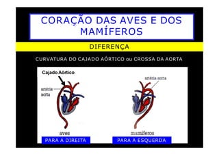 CORAÇÃO DAS AVES E DOS
MAMÍFEROS
DIFERENÇA
CURVATURA DO CAJADO AÓRTICO ou CROSSA DA AORTA
Cajado Aórtico
PARA A DIREITA PARA A ESQUERDA
 