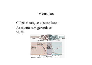 Vênulas
• Coletam sangue dos capilares
• Anastomosam gerando as
veias
 