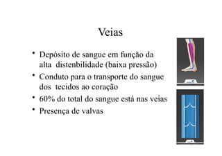 Veias
• Depósito de sangue em função da
alta distenbilidade (baixa pressão)
• Conduto para o transporte do sangue
dos tecidos ao coração
• 60% do total do sangue está nas veias
• Presença de valvas
 