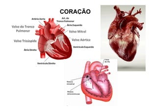 CORAÇÃO
 