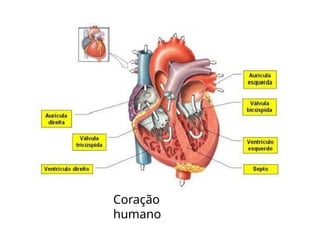 Coração
humano
 