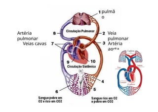 Veia
pulmonar
Artéria
pulmonar
Veias cavas Artéria
aorta
pulmã
o
 