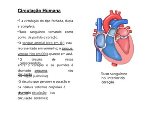 Circulação Humana
•É a circulação do tipo fechada, dupla
e completa.
•Fluxo sanguíneo tomando como
ponto de partida o coração.
•O sangue arterial (rico em O2) esta
representado em vermelho; o sangue
venoso (rico em CO2) aparece em azul.
• O circuito de vasos
compreendido
chamado pequena
circulação
entre o coração e os pulmões é
(ou
circulação pulmonar).
•O circuito que percorre o coração e
os demais sistemas corporais é
chamado
grande circulação (ou
circulação sistêmica)
Fluxo sanguíneo
no interior do
coração
 