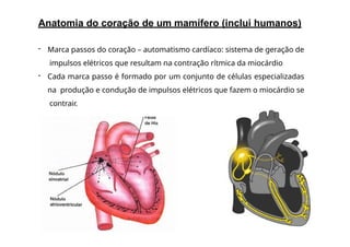 Anatomia do coração de um mamífero (inclui humanos)
- Marca passos do coração – automatismo cardíaco: sistema de geração de
impulsos elétricos que resultam na contração rítmica da miocárdio
- Cada marca passo é formado por um conjunto de células especializadas
na produção e condução de impulsos elétricos que fazem o miocárdio se
contrair.
 
