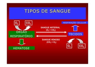 TIPOS DE SANGUE
ÓRGÃO
O2 CO2
SANGUE ARTERIAL
(O2 > CO2)
RESPIRAÇÃO CELULAR
RESPIRATÓRIO
TECIDOS
SANGUE VENOSO
(CO2 > O2)
CO2
O2
HEMATOSE
 