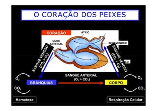O CORAÇÃO DOS PEIXES
SEIO VENOSO
ÁTRIO
CONE
ARTERIAL
CORAÇÃO
BRÂNQUIAS CORPO
VENTRÍCULO
Hematose
O2
CO2
SANGUE ARTERIAL
(O2 > CO2) O2
CO2
Respiração Celular
 
