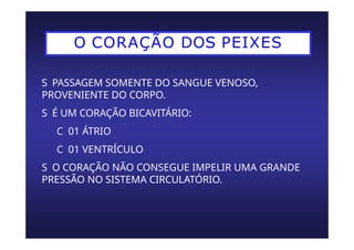 O CORAÇÃO DOS PEIXES
S PASSAGEM SOMENTE DO SANGUE VENOSO,
PROVENIENTE DO CORPO.
S É UM CORAÇÃO BICAVITÁRIO:
C 01 ÁTRIO
C 01 VENTRÍCULO
S O CORAÇÃO NÃO CONSEGUE IMPELIR UMA GRANDE
PRESSÃO NO SISTEMA CIRCULATÓRIO.
 