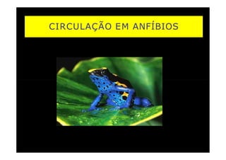 CIRCULAÇÃO EM ANFÍBIOS
 