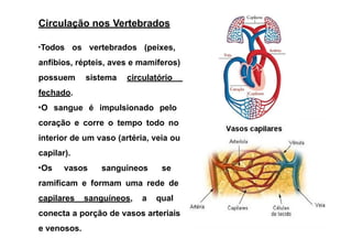 Circulação nos Vertebrados
•Todos os vertebrados (peixes,
anfíbios, répteis, aves e mamíferos)
possuem sistema circulatório
fechado.
•O sangue é impulsionado pelo
coração e corre o tempo todo no
interior de um vaso (artéria, veia ou
capilar).
•Os vasos sanguíneos se
ramificam e formam uma rede de
capilares sanguíneos, a qual
conecta a porção de vasos arteriais
e venosos.
 