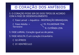 O CORAÇÃO DOS ANFÍBIOS
S O CORAÇÃO PODE SER DE DOIS TIPOS DE ACORDO
COM A FASE DE DESENVOLVIMENTO:
C Fase Larval ➝ Aquático - RESPIRAÇÃO BRANQUIAL
C Fase Adulta ➝
Terrestre
R. PULMONAR 75%
R. CUTÂNEA 25%
S FASE LARVAL: Coração igual ao de peixe.
S FASE ADULTA: É um coração tricavitário.
C 02 ÁTRIOS
C 01 VENTRÍCULO
 