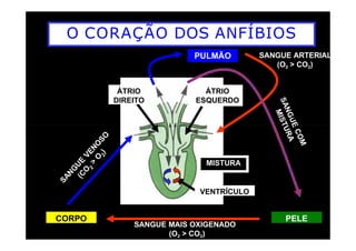 O CORAÇÃO DOS ANFÍBIOS
ÁTRIO
DIREITO
ÁTRIO
ESQUERDO
PULMÃO SANGUE ARTERIAL
(O2 > CO2)
CORPO
VENTRÍCULO
PELE
MISTURA
SANGUE MAIS OXIGENADO
(O2 > CO2)
 