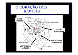 O CORAÇÃO DOS
RÉPTEIS
CROCODILIANOS
ÁTRIO
DIREITO
ÁTRIO
ESQUERDO
VENTRÍCULO
ESQUERDO
VENTRÍCULO
DIREITO
 