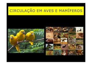 CIRCULAÇÃO EM AVES E MAMÍFEROS
 