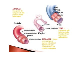 Componentes do Sistema
• A
• A
ia
p
Tubular
rtérias (elastina)
rteríolas (musculatura lisa) –
resistênc eriférica.
• Capilares (somente endotélio) = sem
fluxo contínuo
• Vênulas
• Veias
 