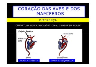 CORAÇÃO DAS AVES E DOS
MAMÍFEROS
DIFERENÇA
CURVATURA DO CAJADO AÓRTICO ou CROSSA DA AORTA
Cajado Aórtico
PARA A DIREITA PARA A ESQUERDA
 
