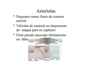 Arteríolas
• Pequenos ramos finais do sistema
arterial
• Válvulas de controle no lançamento
do sangue para os capilares
• Forte parede muscular (fechamento
ou dilatação).
 