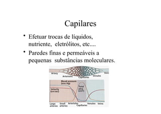 Capilares
• Efetuar trocas de líquidos,
nutriente, eletrólitos, etc....
• Paredes finas e permeáveis a
pequenas substâncias moleculares.
 