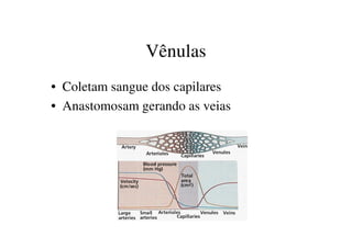Vênulas
• Coletam sangue dos capilares
• Anastomosam gerando as veias
 