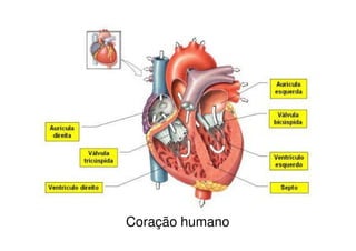 Coração humano
 