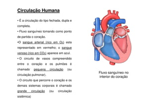 Circulação Humana
• É a circulação do tipo fechada, dupla e
completa.
• Fluxo sanguíneo tomando como ponto
de partida o coração.
•O sangue arterial (rico em O2) esta
representado em vermelho; o sangue
venoso (rico em CO2) aparece em azul.
• O circuito de vasos compreendido
entre o coração e os pulmões é
chamado pequena circulação (ou
circulação pulmonar).
• O circuito que percorre o coração e os
demais sistemas corporais é chamado
grande circulação (ou circulação
sistêmica)
Fluxo sanguíneo no
interior do coração
 