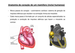Anatomia do coração de um mamífero (inclui humanos)
- Marca passos do coração – automatismo cardíaco: sistema de geração de
impulsos elétricos que resultam na contração rítmica da miocárdio
- Cada marca passo é formado por um conjunto de células especializadas na
produção e condução de impulsos elétricos que fazem o miocárdio se
contrair.
 