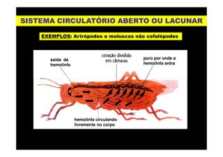 SISTEMA CIRCULATÓRIO ABERTO OU LACUNARSISTEMA CIRCULATÓRIO ABERTO OU LACUNAR
EXEMPLOSEXEMPLOS: Artrópodes e moluscos não cefalópodes: Artrópodes e moluscos não cefalópodes
saída da
hemolinfa
poro por onde a
hemolinfa entra
hemolinfa circulando
livremente no corpo
 