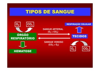TIPOS DE SANGUETIPOS DE SANGUE
ÓRGÃO TECIDOS
O2 CO2
SANGUE ARTERIAL
(O2 > CO2)
RESPIRAÇÃO CELULAR
ÓRGÃO
RESPIRATÓRIO
TECIDOS
SANGUE VENOSO
(CO2 > O2)
CO2O2
HEMATOSE
 