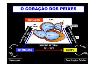 O CORAÇÃO DOS PEIXES
SEIO VENOSO
ÁTRIO
CONE
ARTERIAL
CORAÇÃO
BRÂNQUIAS CORPO
VENTRÍCULO
Hematose
O2
CO2
SANGUE ARTERIAL
(O2 > CO2) O2
CO2
Respiração Celular
 