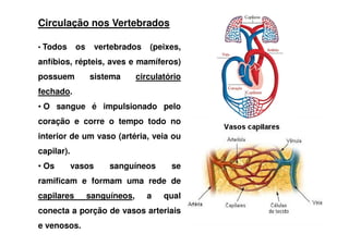 Circulação nos Vertebrados
• Todos os vertebrados (peixes,
anfíbios, répteis, aves e mamíferos)
possuem sistema circulatório
fechado.
• O sangue é impulsionado pelo
coração e corre o tempo todo nocoração e corre o tempo todo no
interior de um vaso (artéria, veia ou
capilar).
• Os vasos sanguíneos se
ramificam e formam uma rede de
capilares sanguíneos, a qual
conecta a porção de vasos arteriais
e venosos.
 