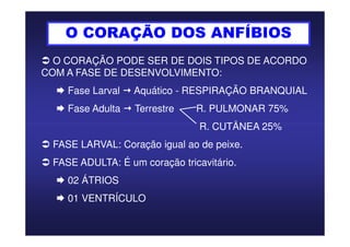 O CORAÇÃO DOS ANFÍBIOS
O CORAÇÃO PODE SER DE DOIS TIPOS DE ACORDO
COM A FASE DE DESENVOLVIMENTO:
Fase Larval Aquático - RESPIRAÇÃO BRANQUIAL
Fase Adulta Terrestre R. PULMONAR 75%
R. CUTÂNEA 25%R. CUTÂNEA 25%
FASE LARVAL: Coração igual ao de peixe.
FASE ADULTA: É um coração tricavitário.
02 ÁTRIOS
01 VENTRÍCULO
 