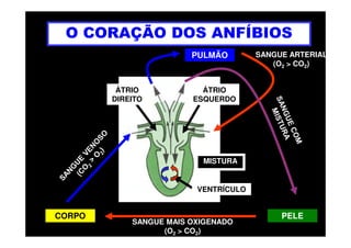 O CORAÇÃO DOS ANFÍBIOS
ÁTRIO
DIREITO
ÁTRIO
ESQUERDO
PULMÃO SANGUE ARTERIAL
(O2 > CO2)
CORPO
VENTRÍCULO
PELE
MISTURA
SANGUE MAIS OXIGENADO
(O2 > CO2)
 
