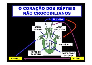 O CORAÇÃO DOS RÉPTEIS
NÃO CROCODILIANOS
ÁTRIO
DIREITO
ÁTRIO
ESQUERDO
PULMÃO
VENTRÍCULO
SEPTO DE
SABATIER
PAREDE MAIS
ESPESSA
CORPO CORPO
 