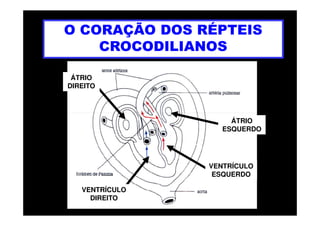 O CORAÇÃO DOS RÉPTEIS
CROCODILIANOS
ÁTRIO
DIREITO
ÁTRIO
ESQUERDO
VENTRÍCULO
ESQUERDO
VENTRÍCULO
DIREITO
 