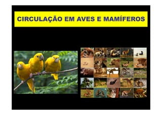 CIRCULAÇÃO EM AVES E MAMÍFEROSCIRCULAÇÃO EM AVES E MAMÍFEROS
 