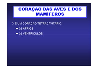 CORAÇÃO DAS AVES E DOS
MAMÍFEROS
É UM CORAÇÃO TETRACAVITÁRIO:
02 ÁTRIOS
02 VENTRÍCULOS02 VENTRÍCULOS
 