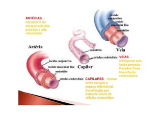 Componentes do Sistema
Tubular
• Artérias (elastina)
• Arteríolas (musculatura lisa) – resistência
periférica.periférica.
• Capilares (somente endotélio) = sem fluxo
contínuo
• Vênulas
• Veias
 