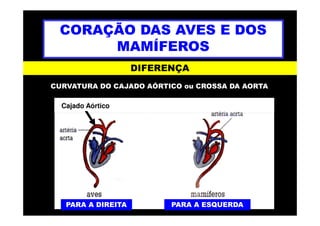 CORAÇÃO DAS AVES E DOS
MAMÍFEROS
DIFERENÇA
CURVATURA DO CAJADO AÓRTICO ou CROSSA DA AORTA
Cajado Aórtico
PARA A DIREITA PARA A ESQUERDA
 