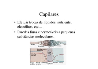 Capilares
• Efetuar trocas de líquidos, nutriente,
eletrólitos, etc....
• Paredes finas e permeáveis a pequenas
substâncias moleculares.substâncias moleculares.
 