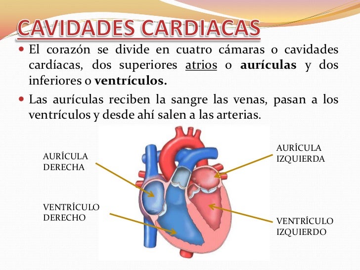 Sistema cardiovascular