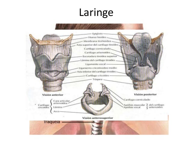 Anatomia e fisiologia feminina