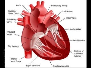 http://o.canbler.com/s/bot6/0594.jpg
 